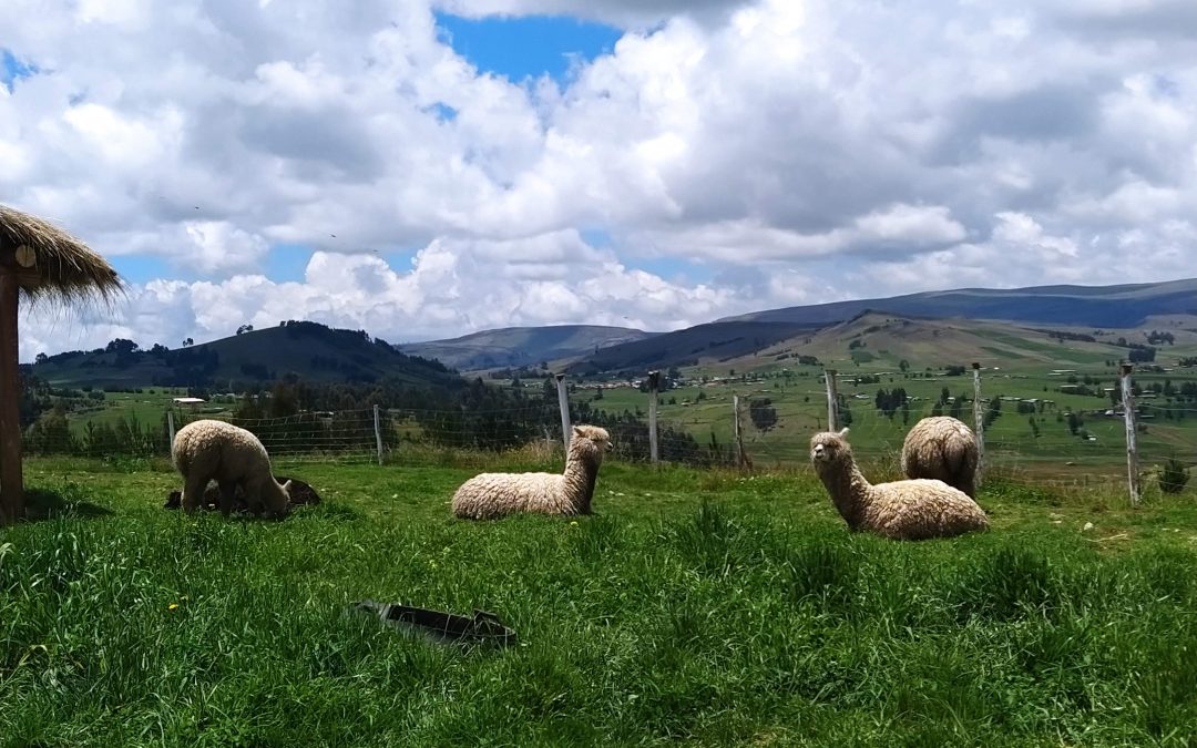 Montefino: Una propuesta agroturística para toda la familia