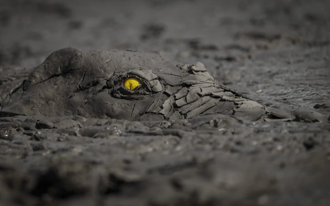Fotografías que defienden la vida salvaje y los ecosistemas: estos son los ganadores de los World Nature Photography Awards