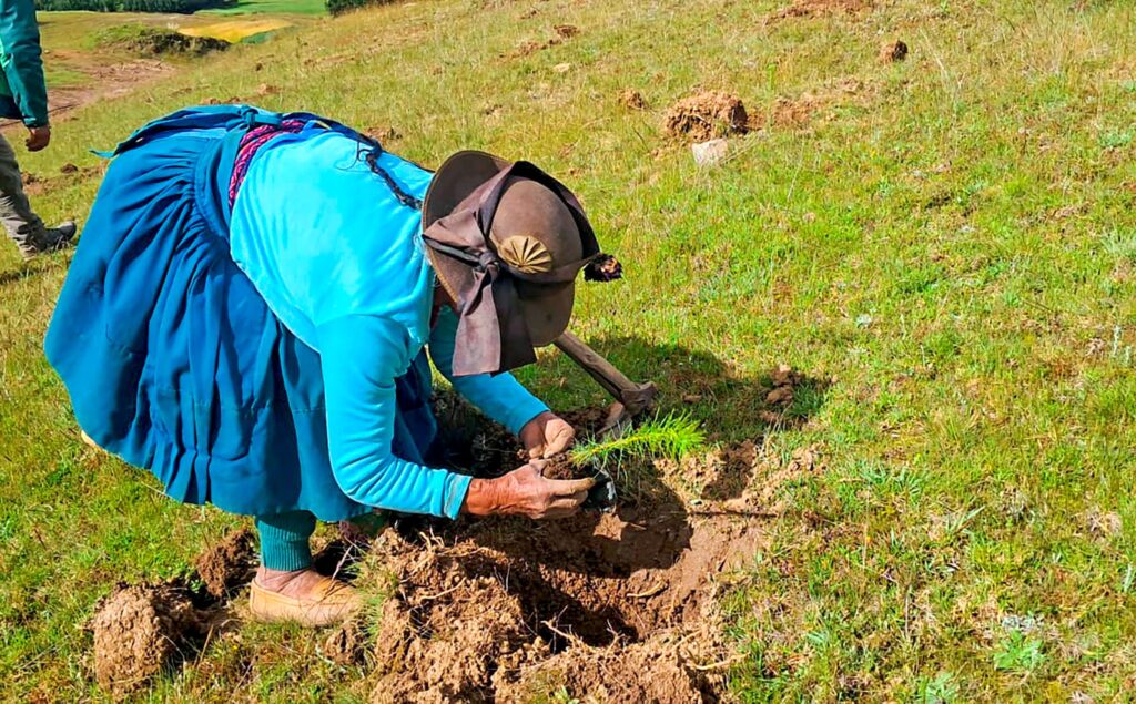 reforestación en Anchonga – PESCS