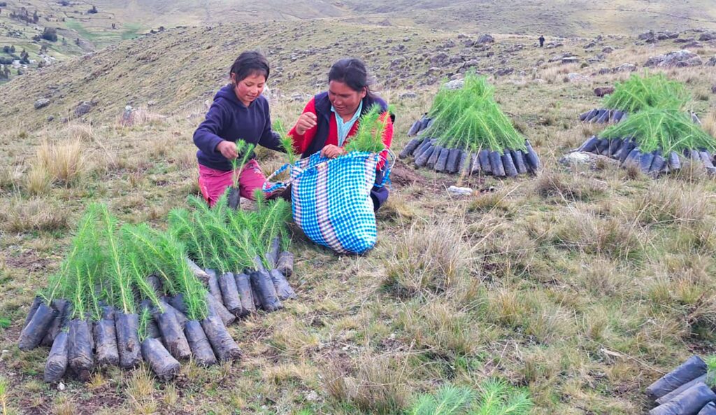 plantones de pino y queñual en Huancavelica