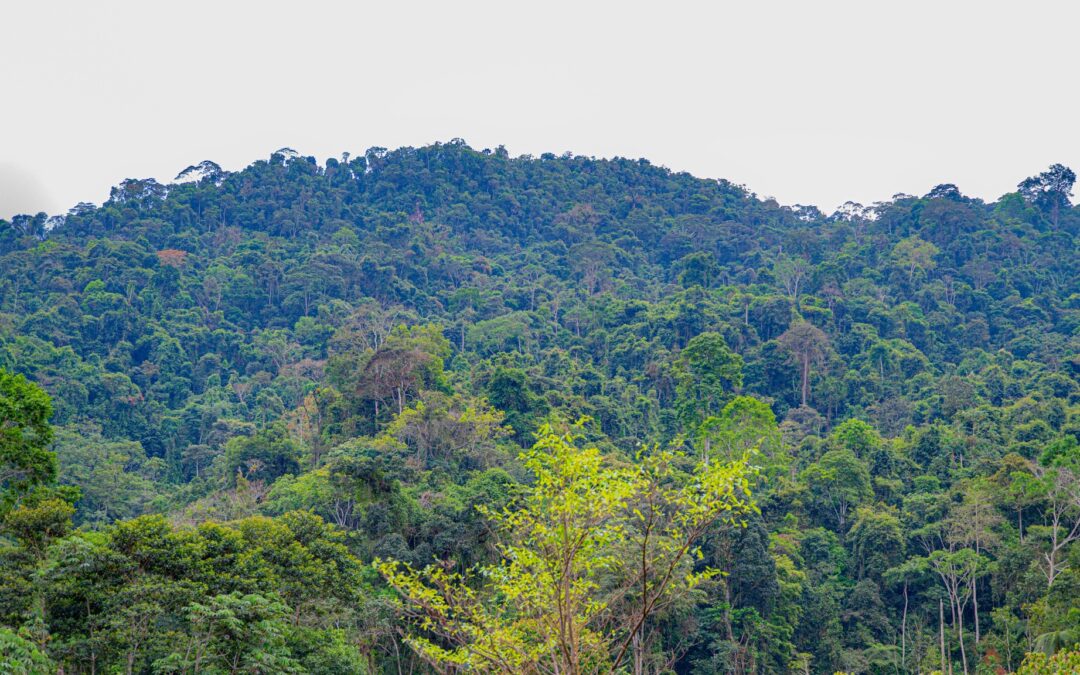 Visita guiada fortalece la conciencia ambiental en el Área de Conservación Gran Shinongari